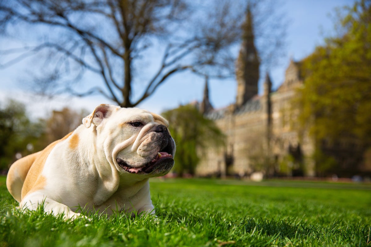 Jack the Bulldog relaxes on the Georgetown Front Lawn